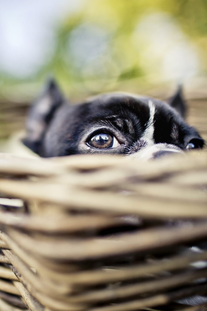 Boston Terrier Funny