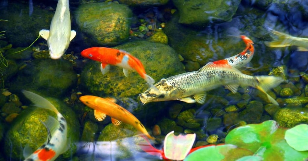 How to Save Money When Creating and MIs a Koi Pond Right for Youaintaining a Koi Pond