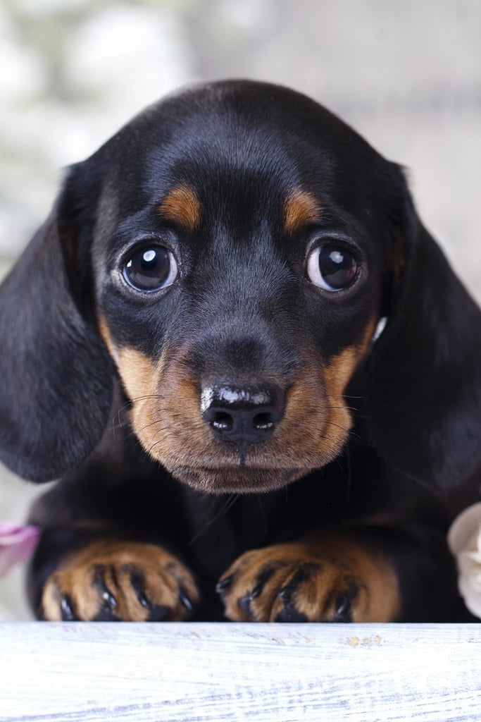 Funny Dachshund