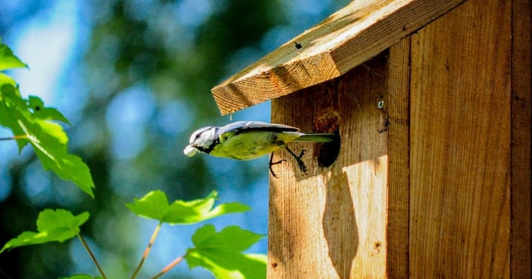 How To Attract Birds To A Birdhouse