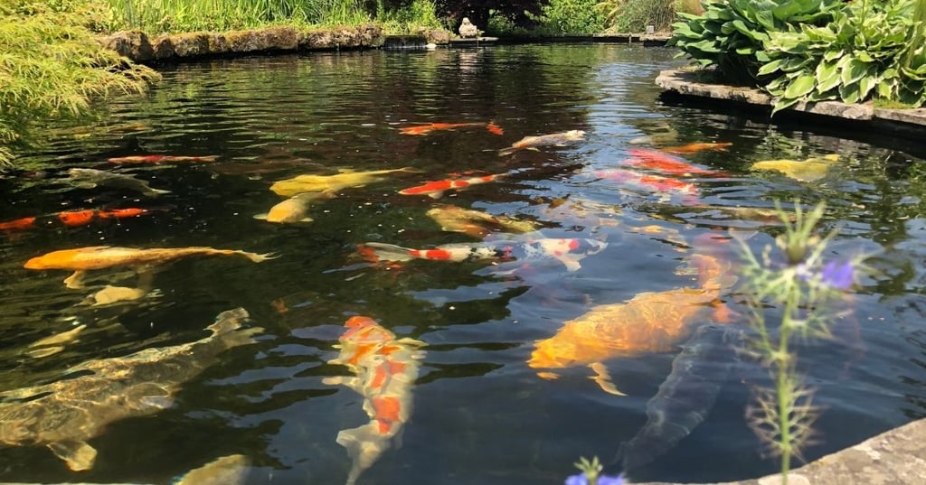 A Koi Pond in the Sun or Shade The Best Way to Keep Your Fish Healthy
