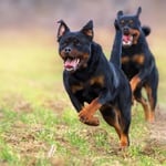 How Fast Can A Rottweiler Run