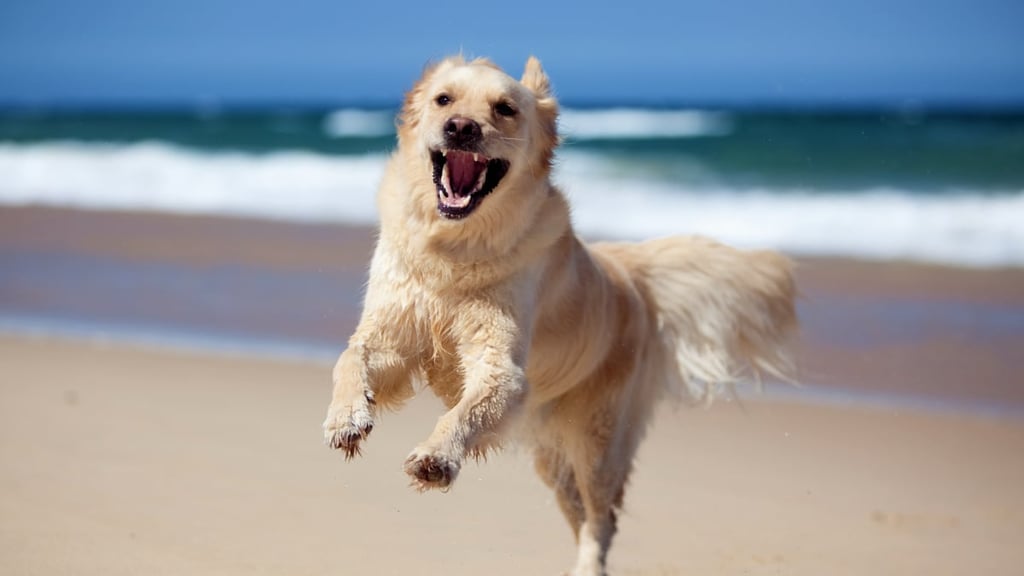 Golden Retriever Aggressive Behavior