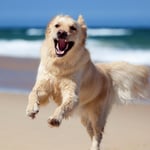 Golden Retriever Aggressive Behavior