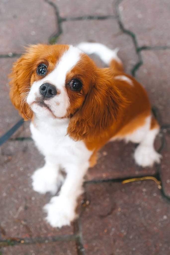 Red Cavalier King Charles Spaniel Puppy