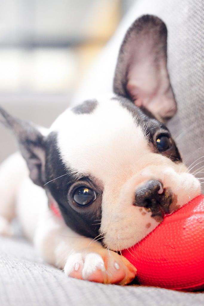 Cute French Bulldog Puppy