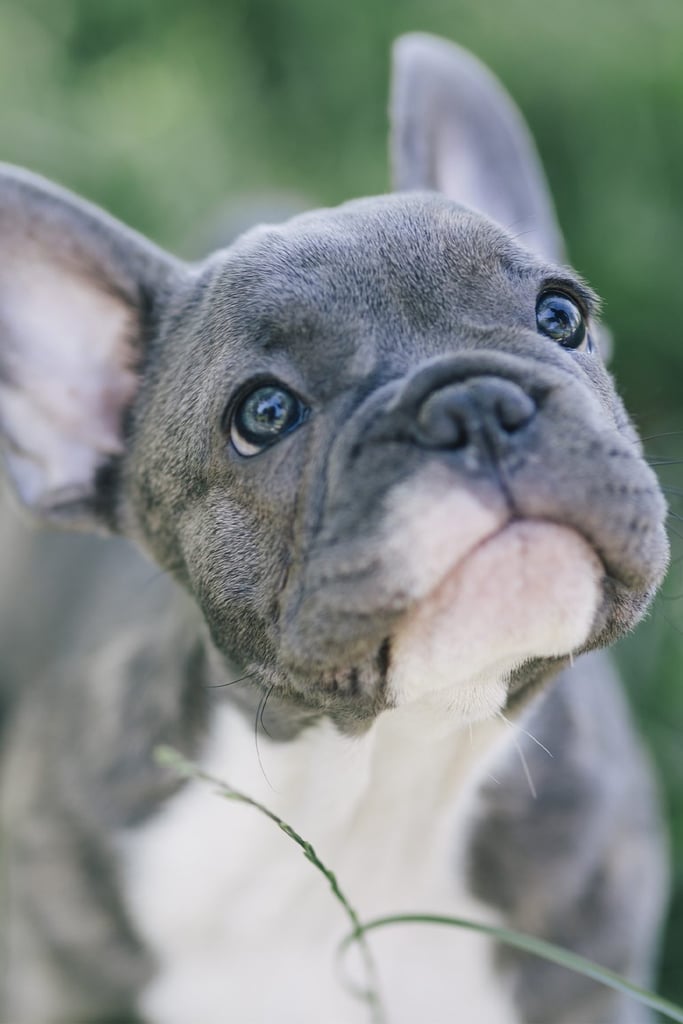 French Bulldog Blue