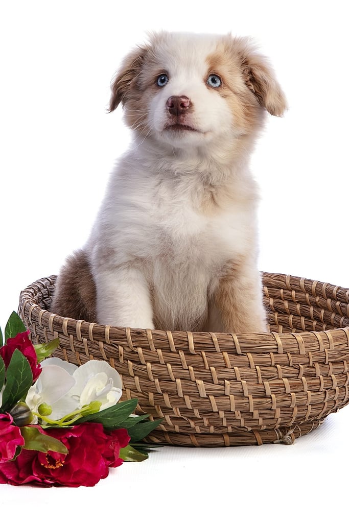 Red Australian Shepherd Puppy