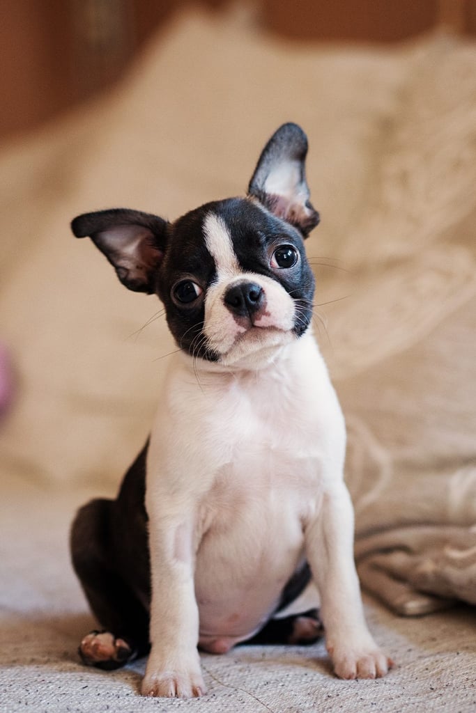 Red Brindle Boston Terrier
