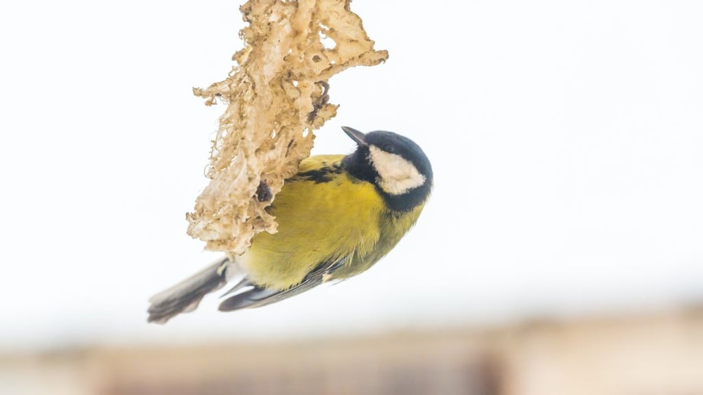 Fostering a Bird Friendly Habitat