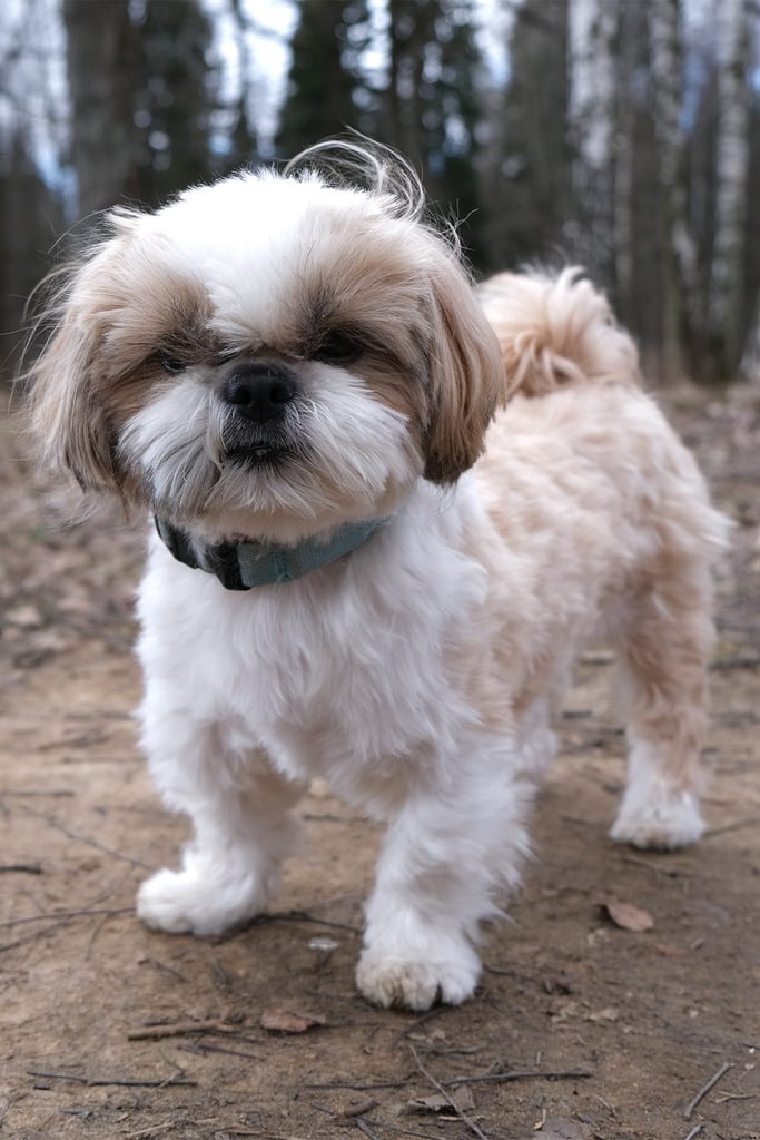 Cute Shih Tzu