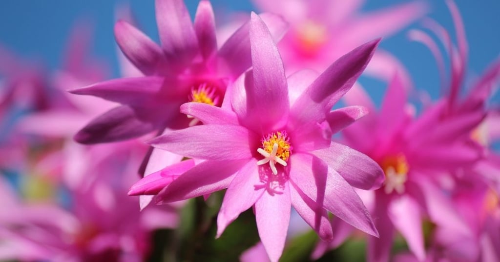 Dont let your Christmas cactus become a casualty of the holiday season