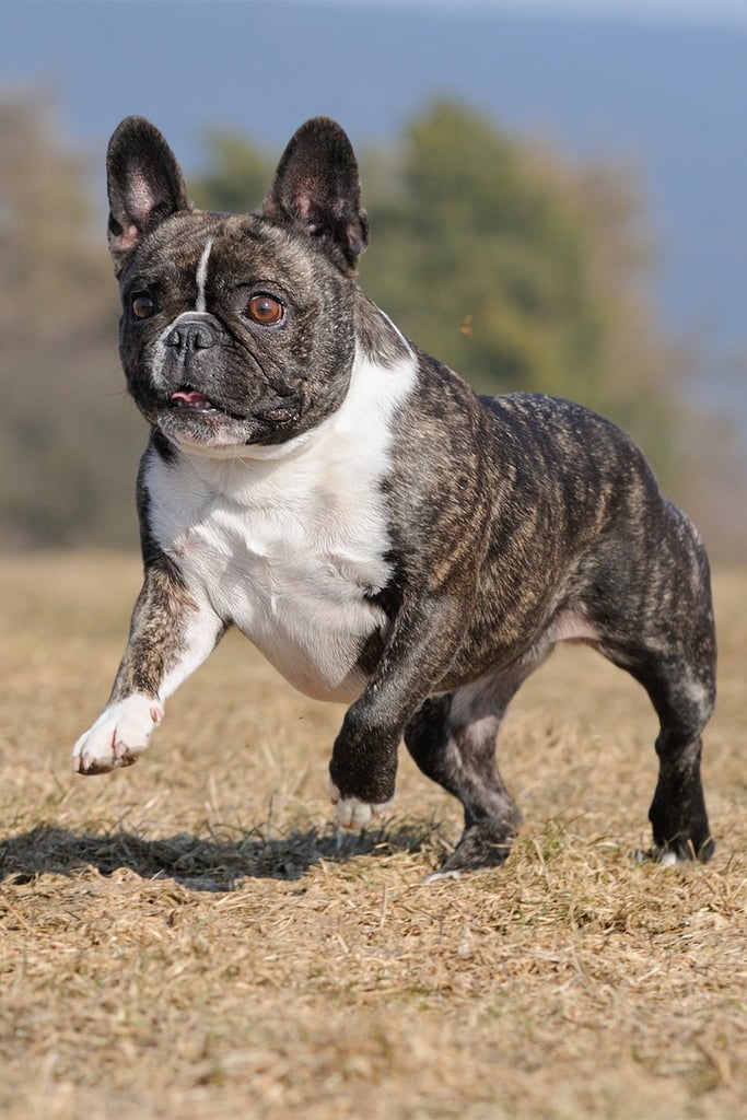French Bulldog