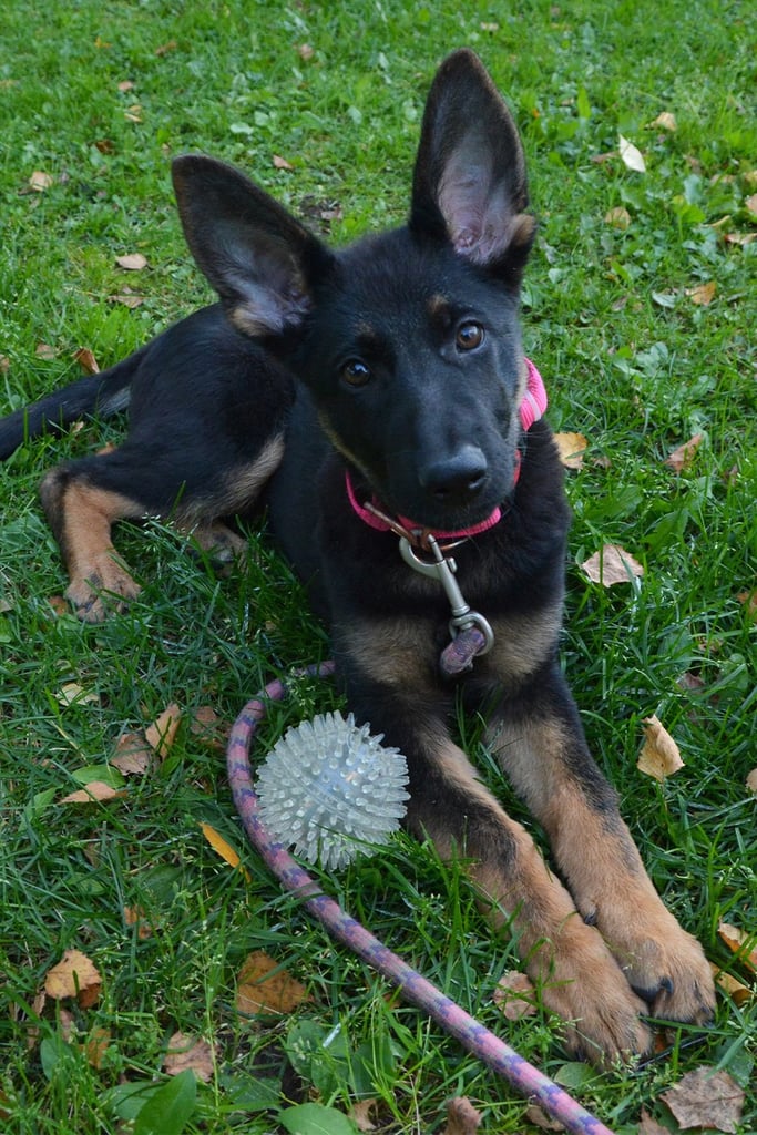 German Shepherd Playing