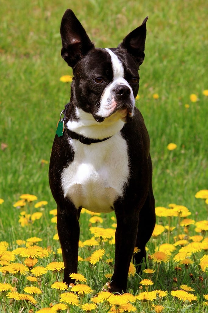 Dark Brindle Boston Terrier