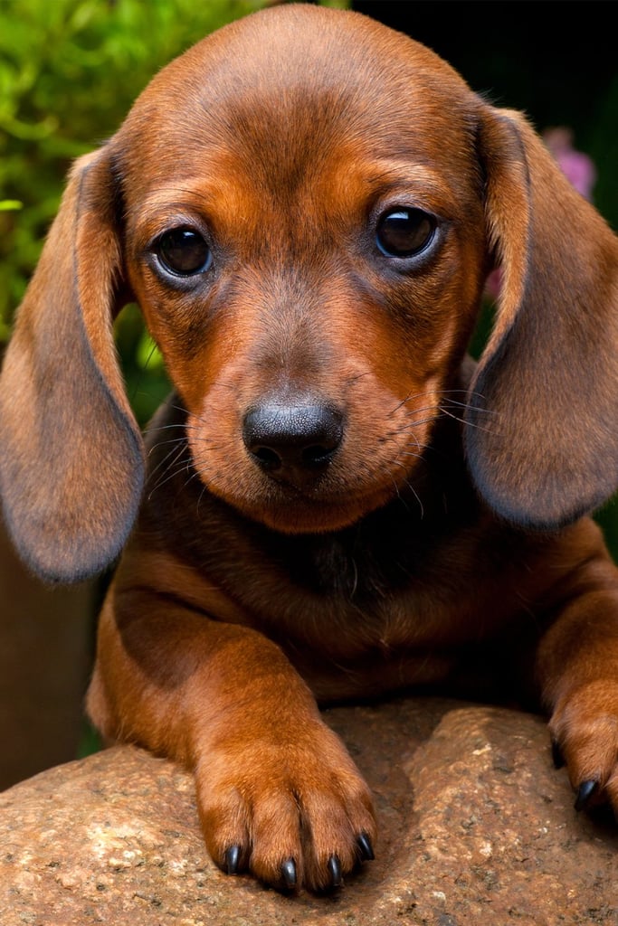 Dachshund Personality