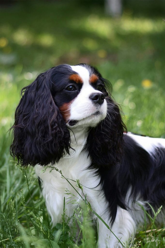 Cavalier King Charles Spaniel Tricolor
