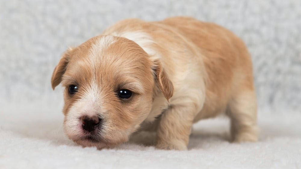 Tiny Havanese Puppy Going to Sleep