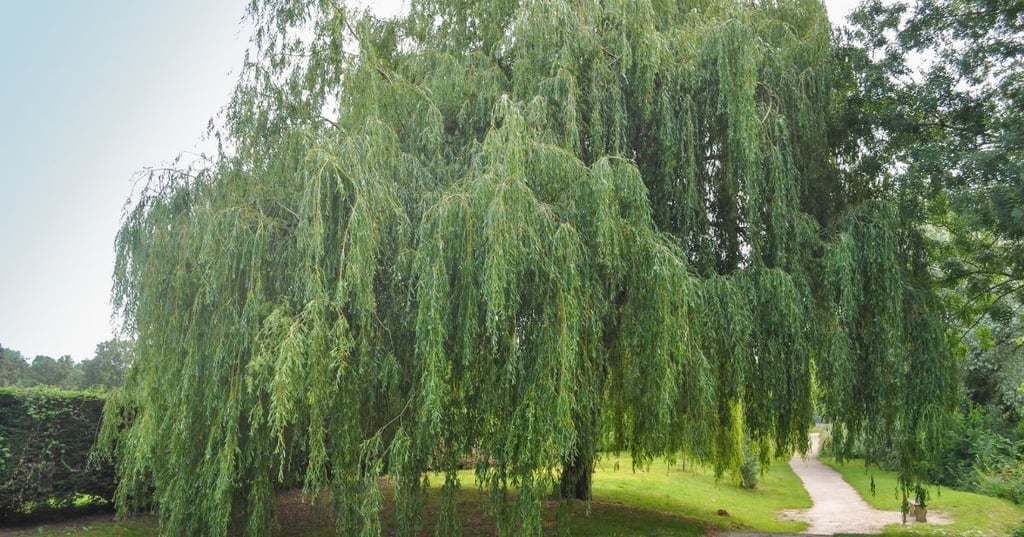 Weeping Willow