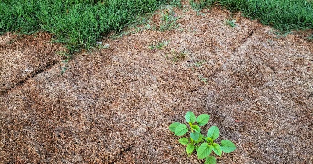 Give Your Patio Doors a Makeover with Plantation Shutters