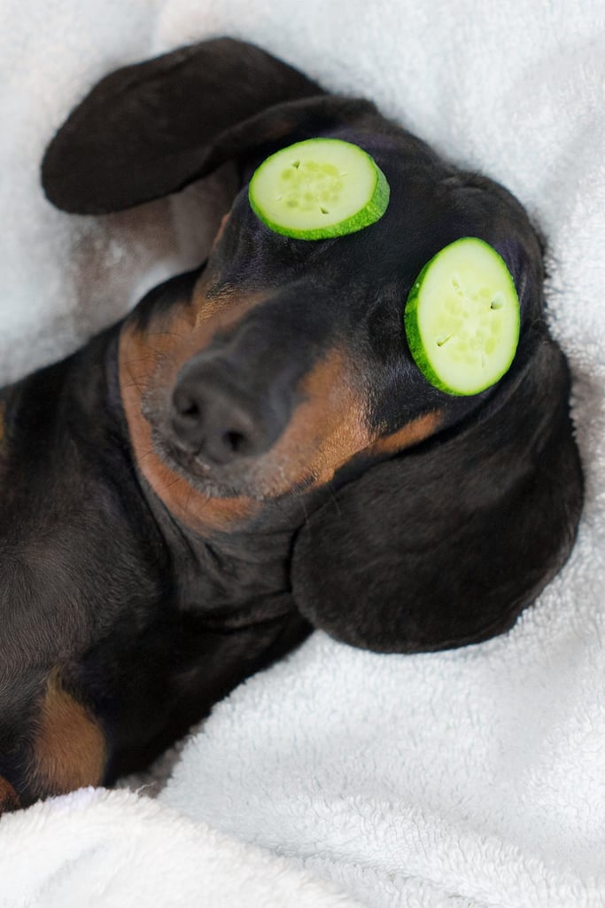 Funny Cute Dachshund