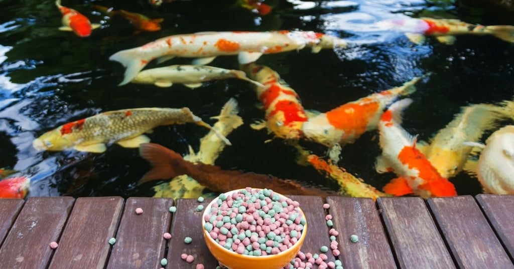 is a koi pond worth the initial investment