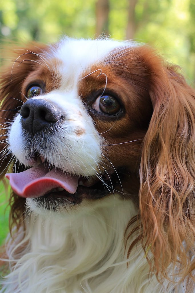 Red Cavalier King Charles Spaniel