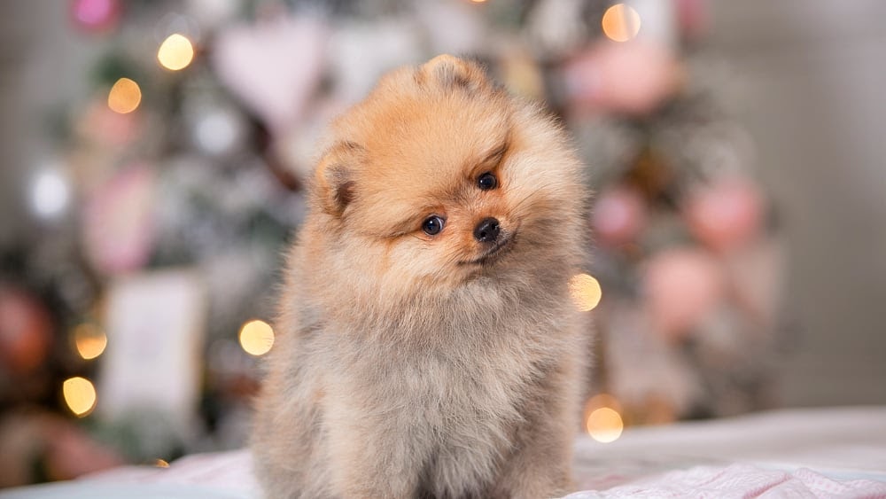 Cute Pomeranian Puppy Close Up