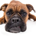 Boxer Dog