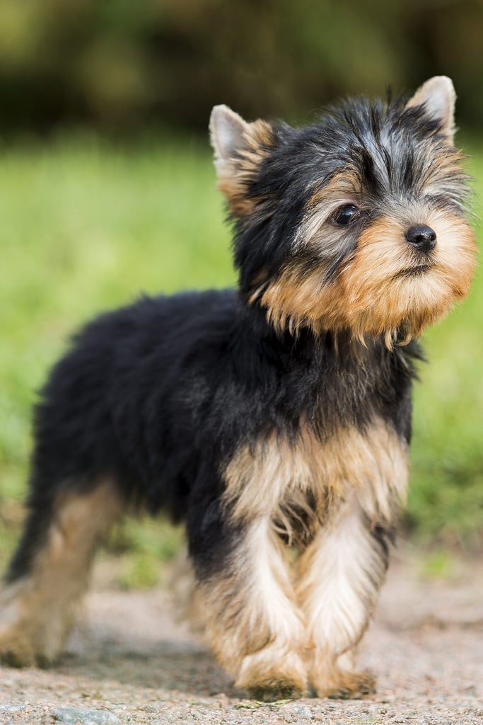 Yorkshire Terrier Dog