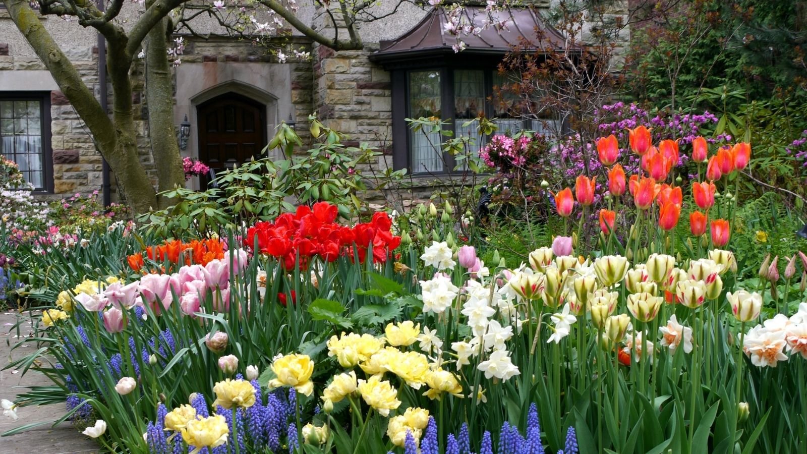 From roses to daisies: The best flowers for your front yard
