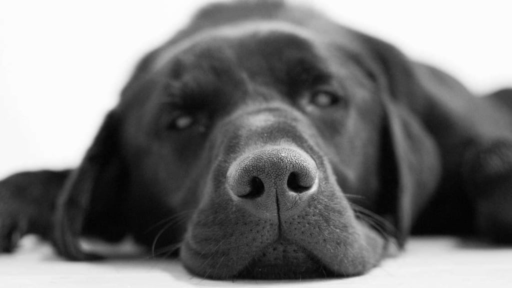 Labrador Retriever Breed History
