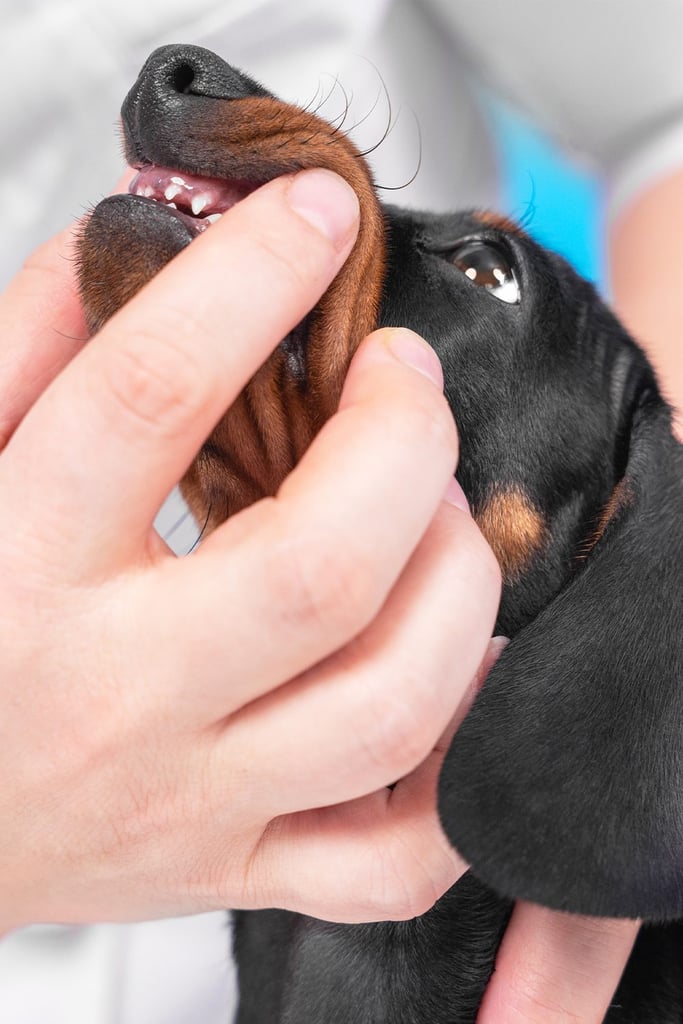 Dachshund Dog Teeth