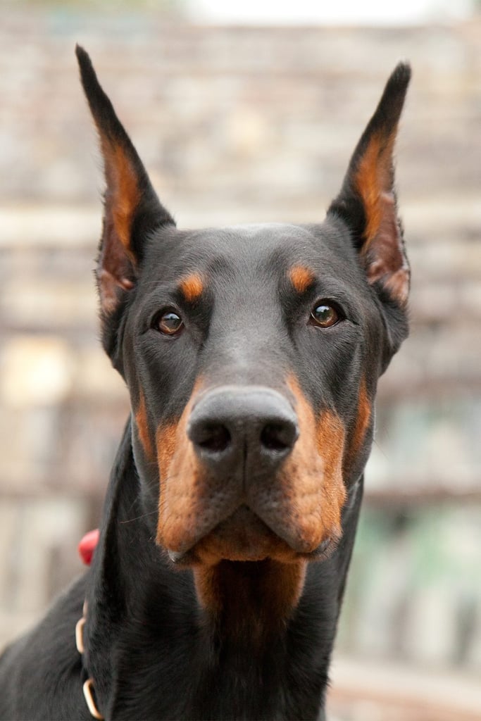 Doberman Dogs Black