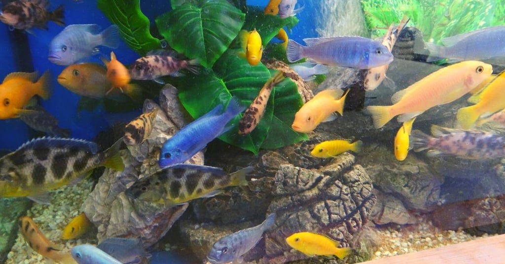 Is a wall mounted fish tank a bad idea