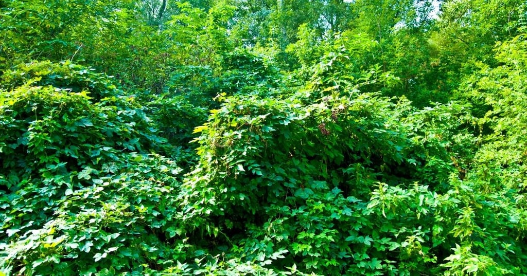 The benefits of trees and bushes in your garden