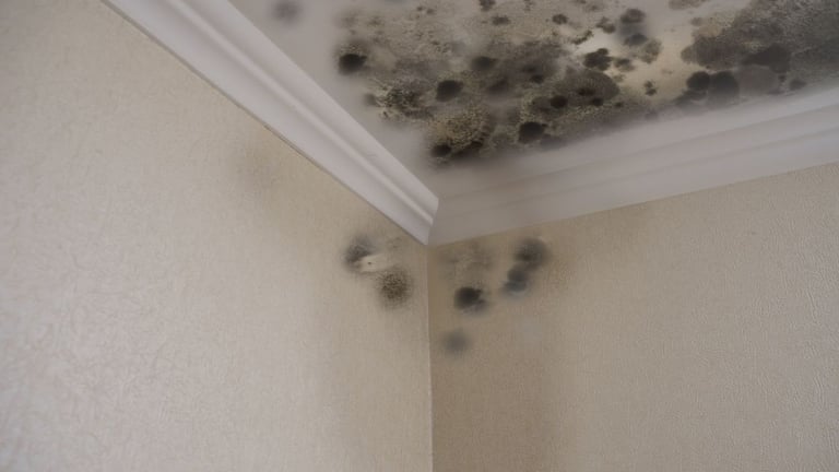 How Do You Know If You Have Mold
