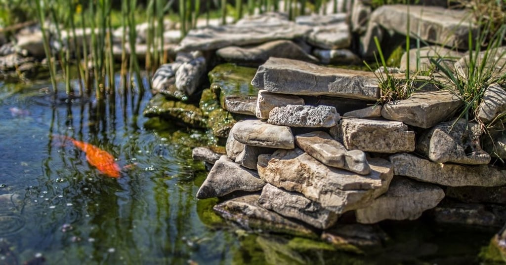 A little bit of care goes a long way with koi ponds