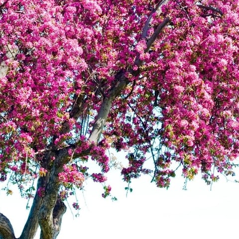 Watch Your Garden Grow The Fastest Flowering Trees
