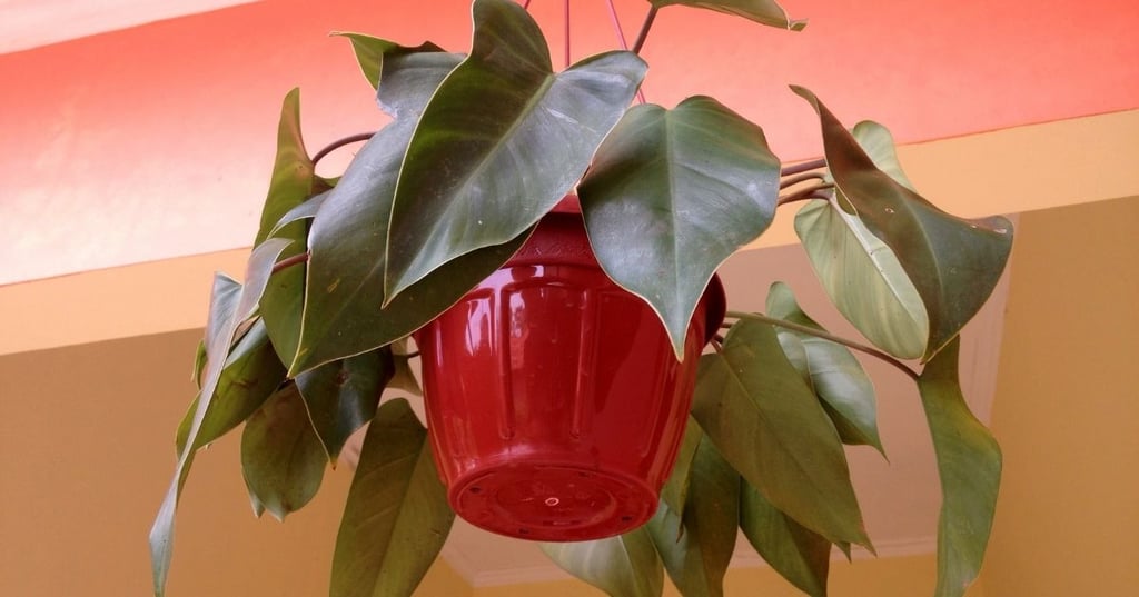 Fresh hanging plants