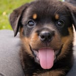 Rottweiler Puppy