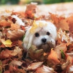 Funny Havanese Puppy in the Leaves