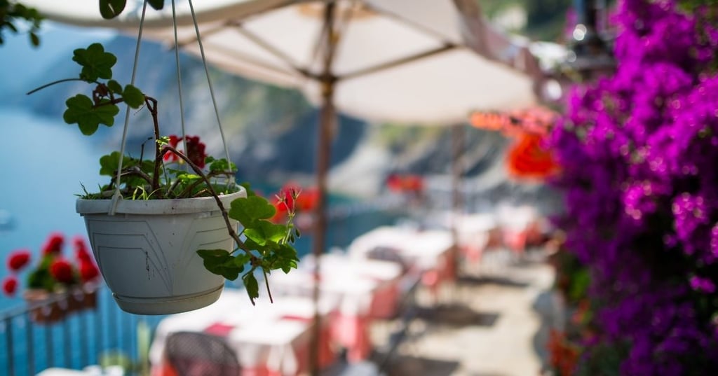 Healthy Hanging Plants