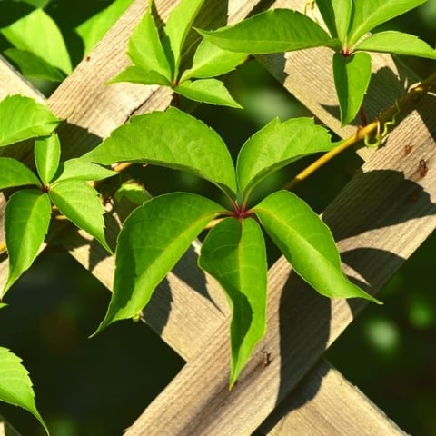 Is a lattice fence strong