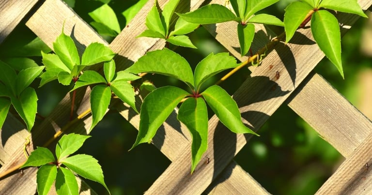 Is a lattice fence strong