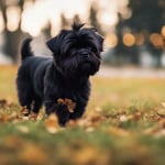 Affenpinscher Personality