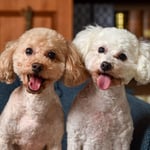 Do Poodles Shed