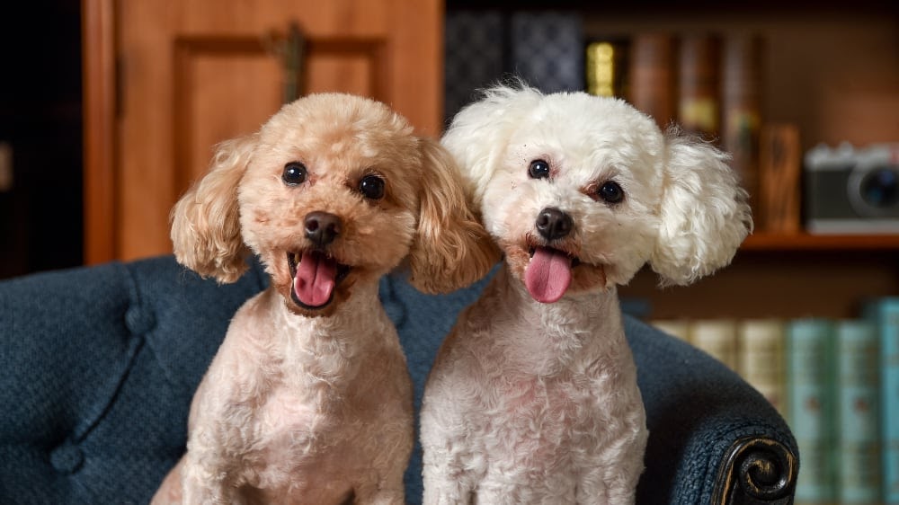 Do Poodles Shed