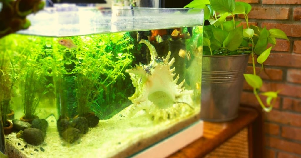 How to choose the right fish tank for your space