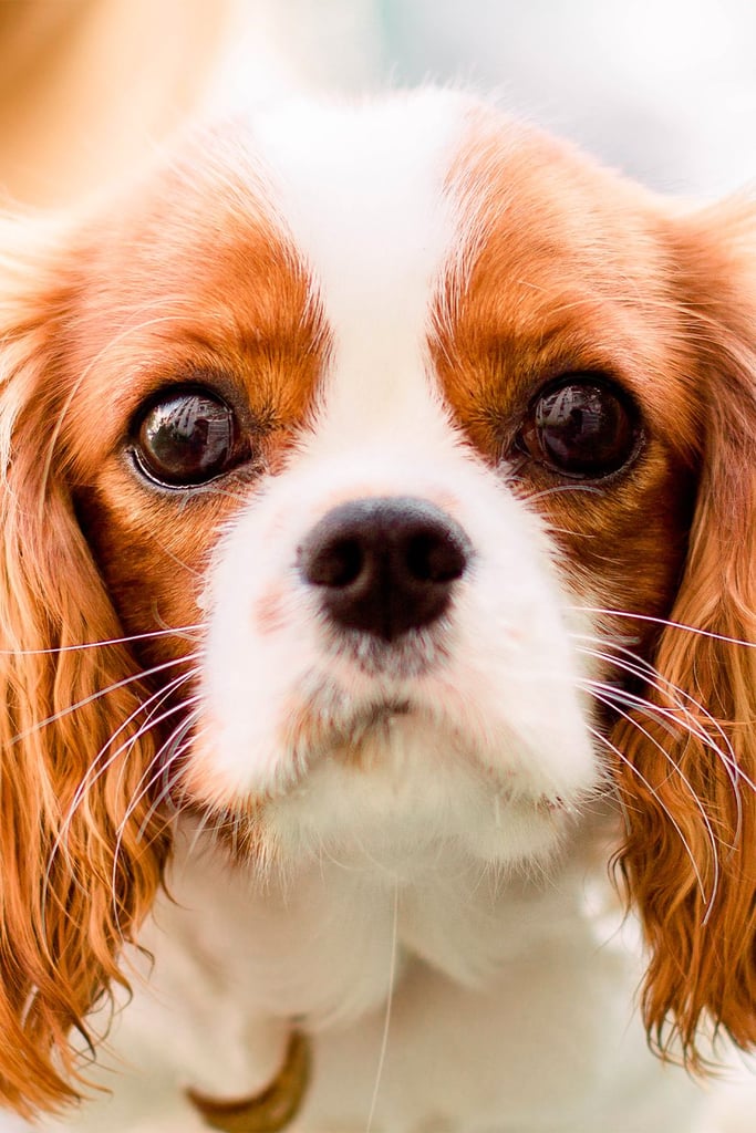 Cavalier King Charles Spaniel Grooming Styles